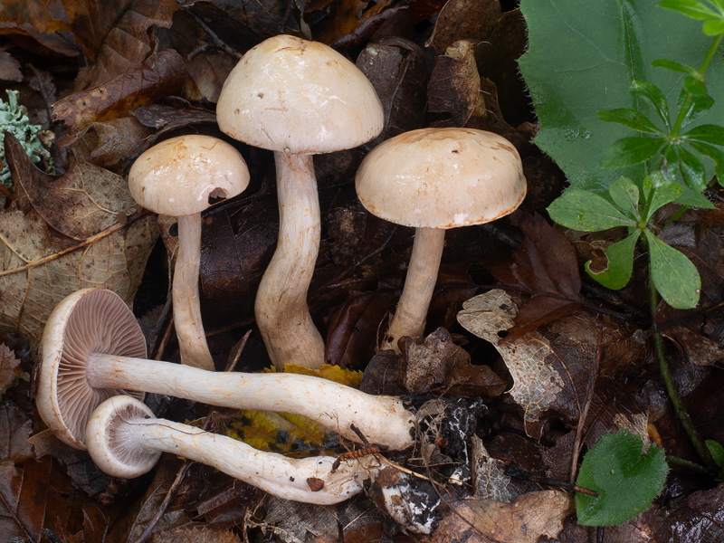 Cortinarius pelerinii
